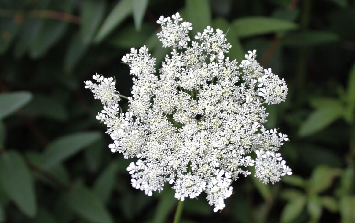 Queen Anne's Lace
